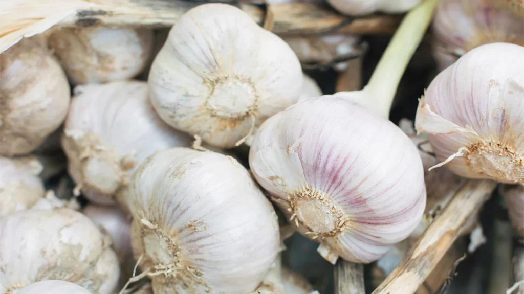 Garlic May Prolong Your Lifespan